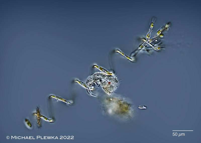 Limnic and other micro-organisms from Germany: Aulacoseira granulata